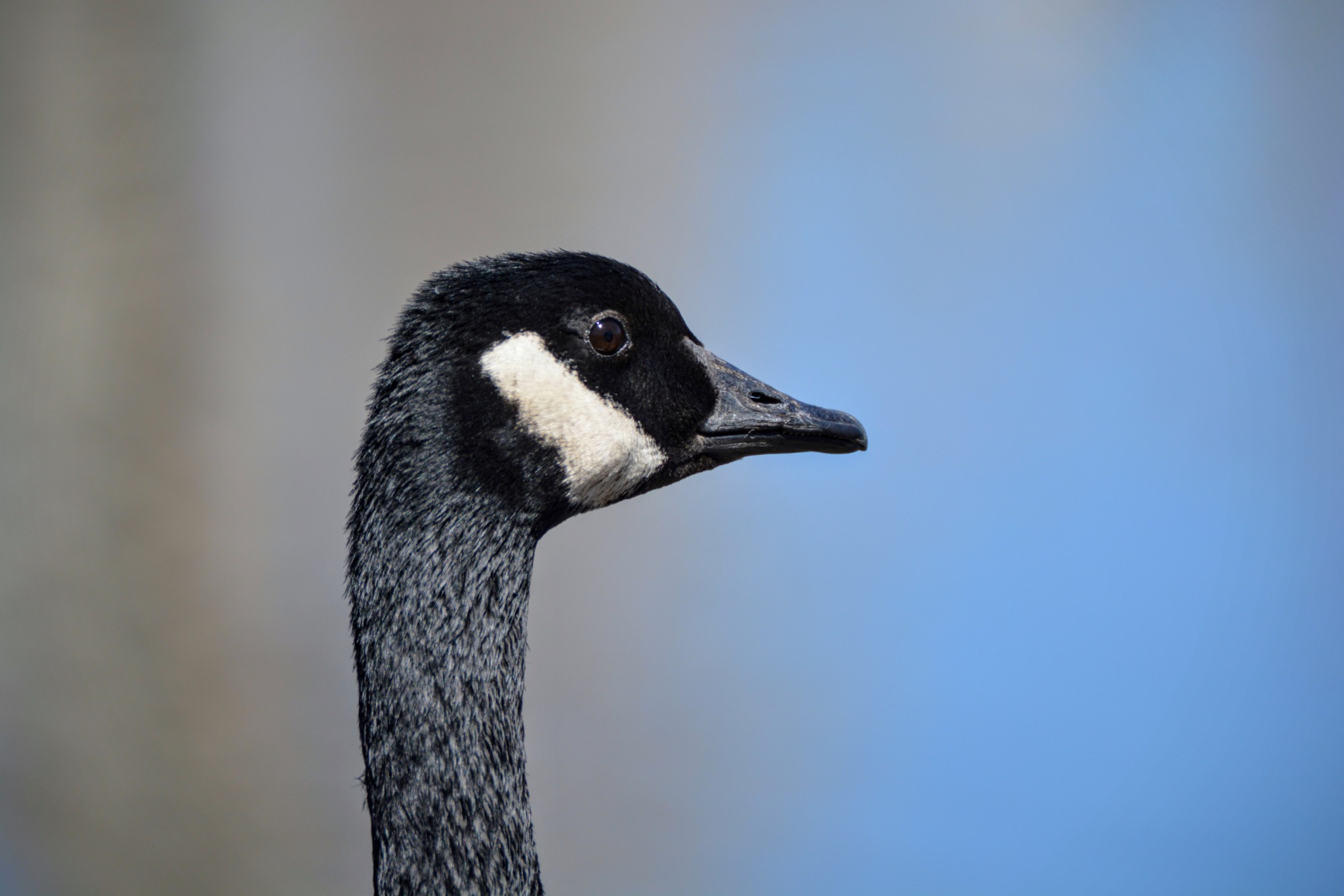 Canada goose photographed by Kayson Cooper elsewhere in Jefferson County