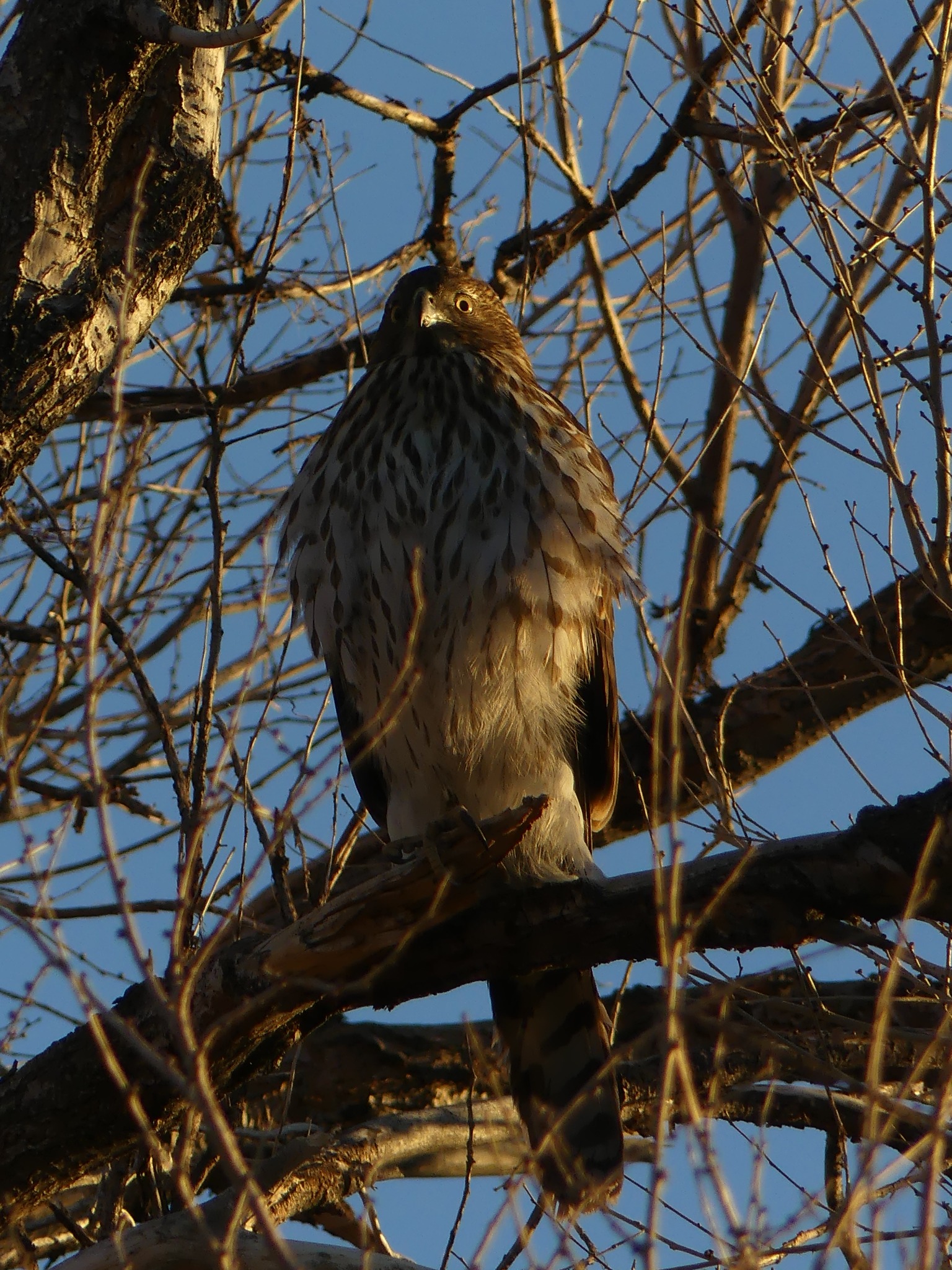 Cooper’s hawk photographed by Kayson Cooper elsewhere in Jefferson County