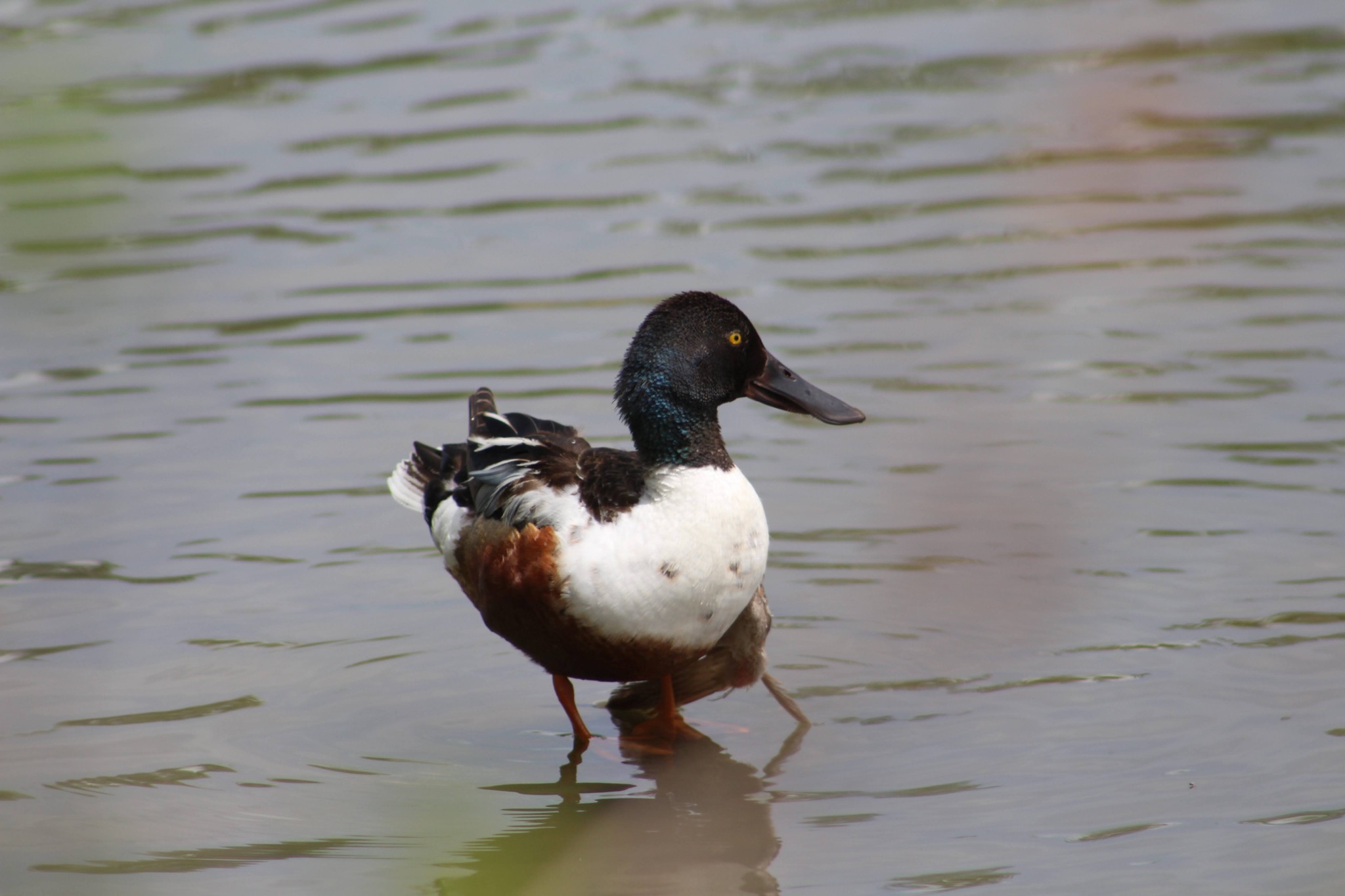 Northern shoveler photographed by Kayson Cooper elsewhere in Jefferson County