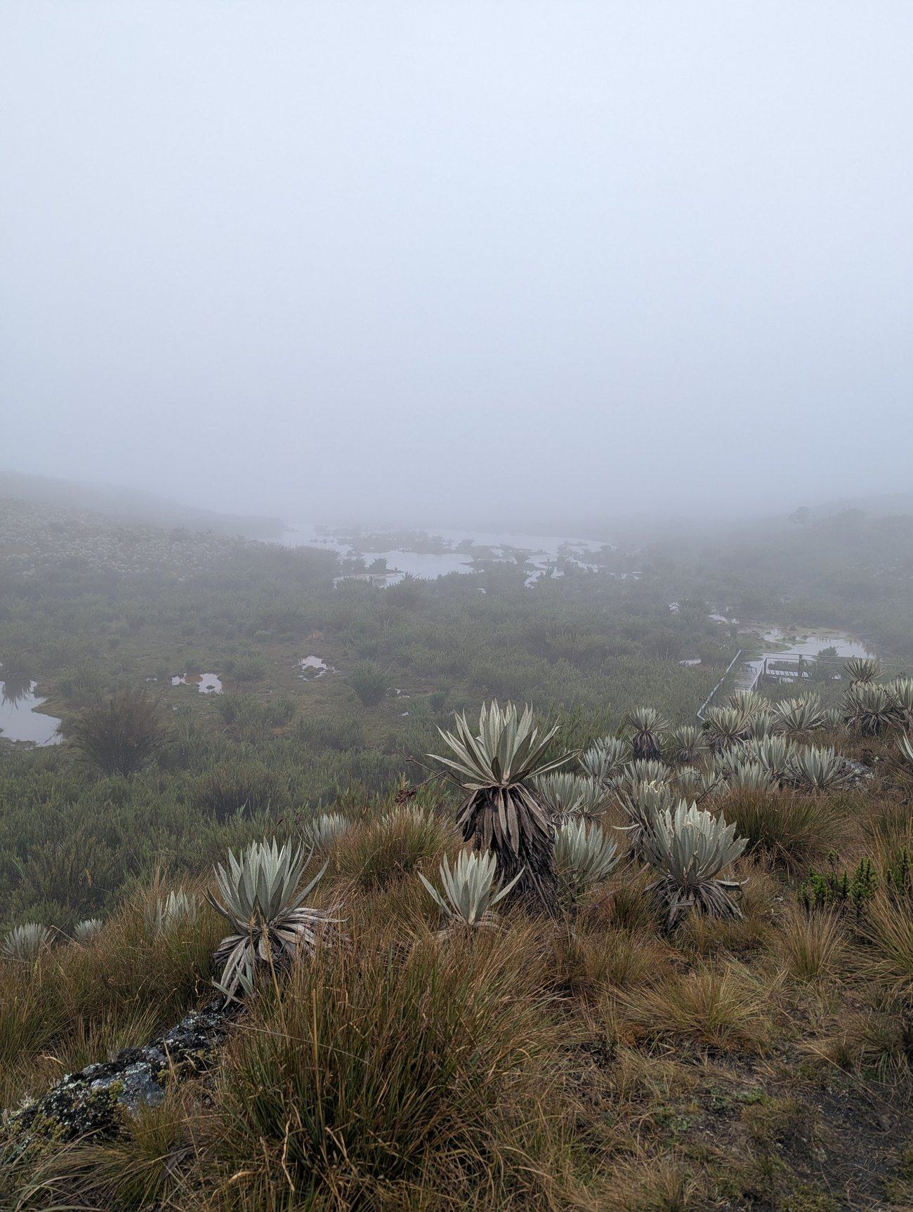 Frailejon plants in the high-altitude páramo above Bogotá, shrouded in mist