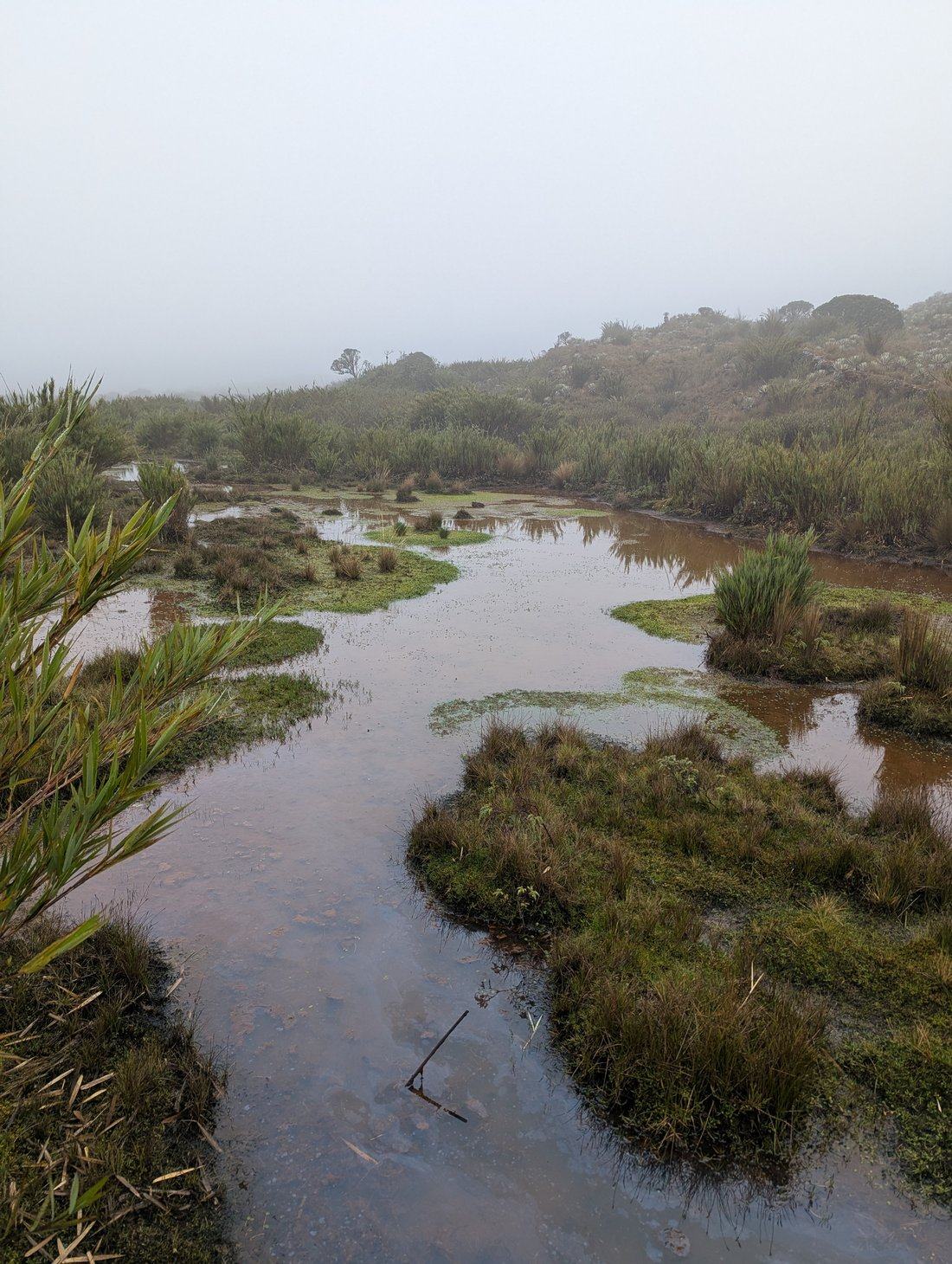 High-altitude wetlands in the páramo