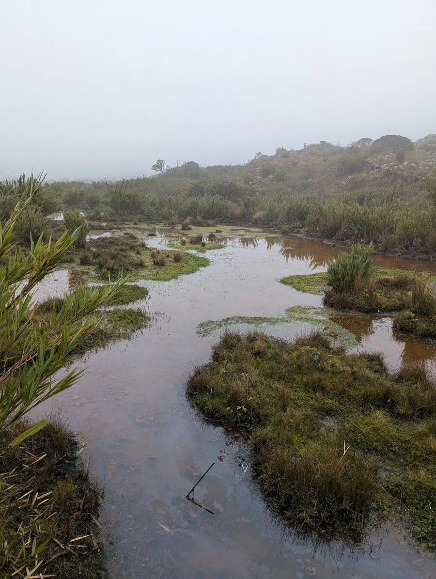 Wetland pools and low vegetation in the misty páramo of Chingaza