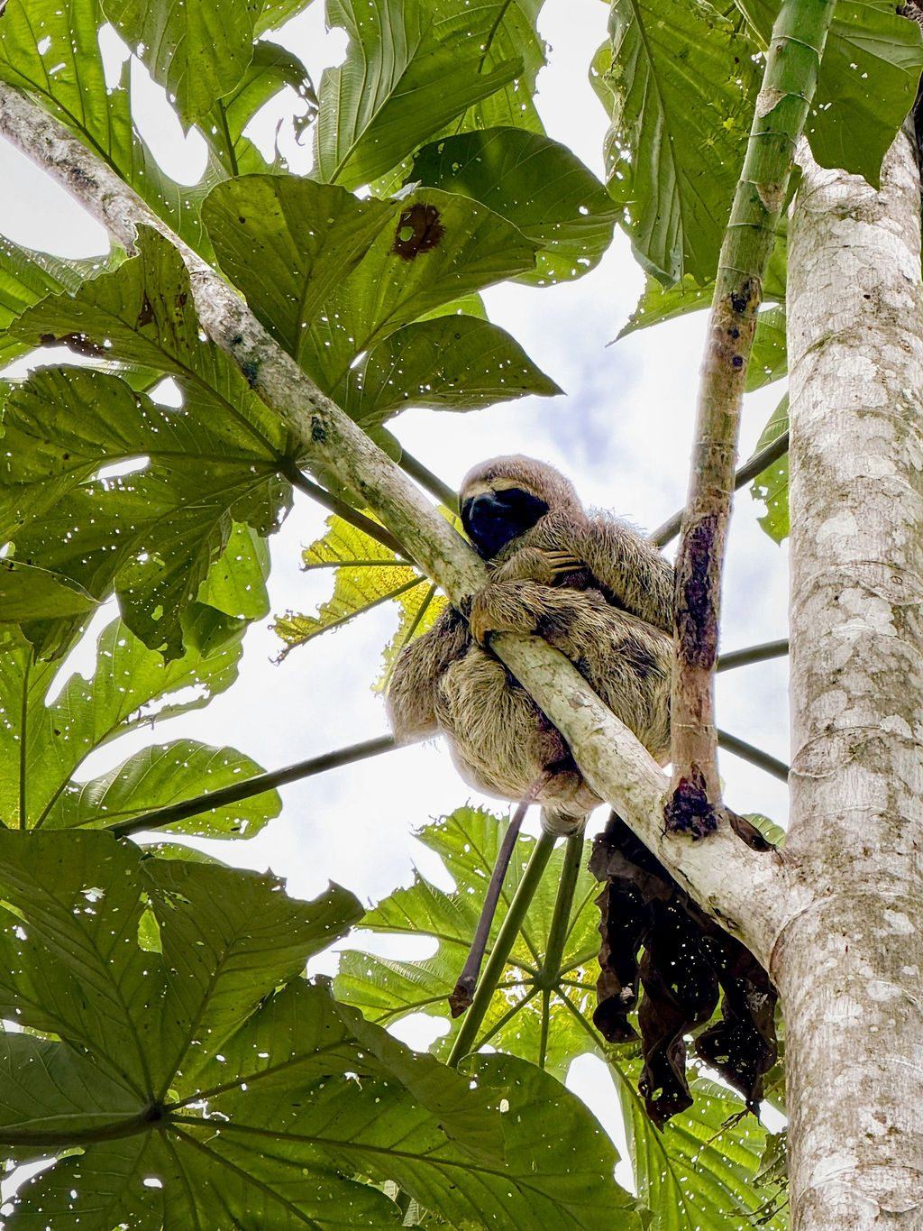 Three-toed sloth resting in a cecropia tree
