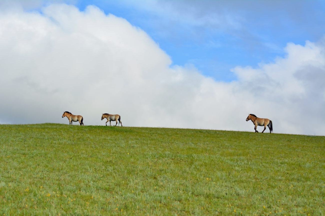 Przewalski’s horses on the Mongolian steppe