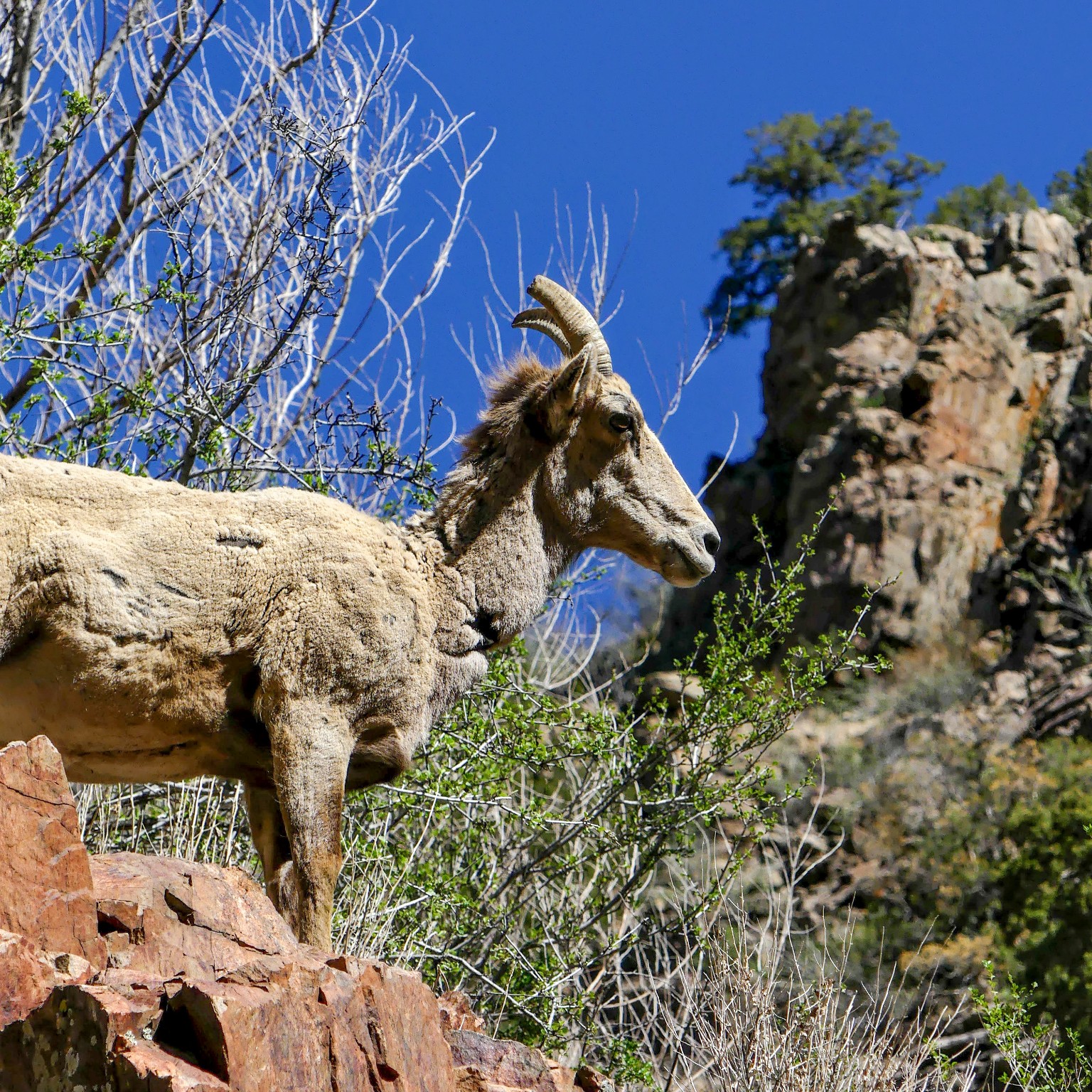 A bighorn sheep standing on rocky ledges in Waterton Canyon